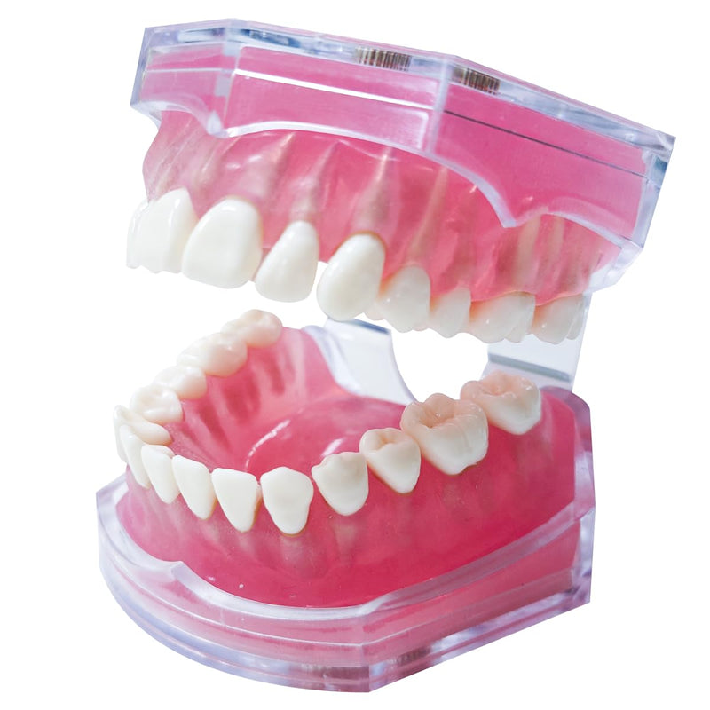 Dental Demonstration Teeth Model with All Removable Teeth, Standard Study Teaching Dental Model Teeth Education and Demo Typodonts Model Ideal for Dental Professionals and Students - BeesActive Australia