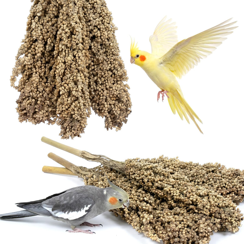 Sukh Millet Spray for Birds - 5 Stems Natural Red Sorghum, 30cm Healthy Parakeet & Parrot Treats, Ideal for Cockatiels, Budgies, Hamsters & More