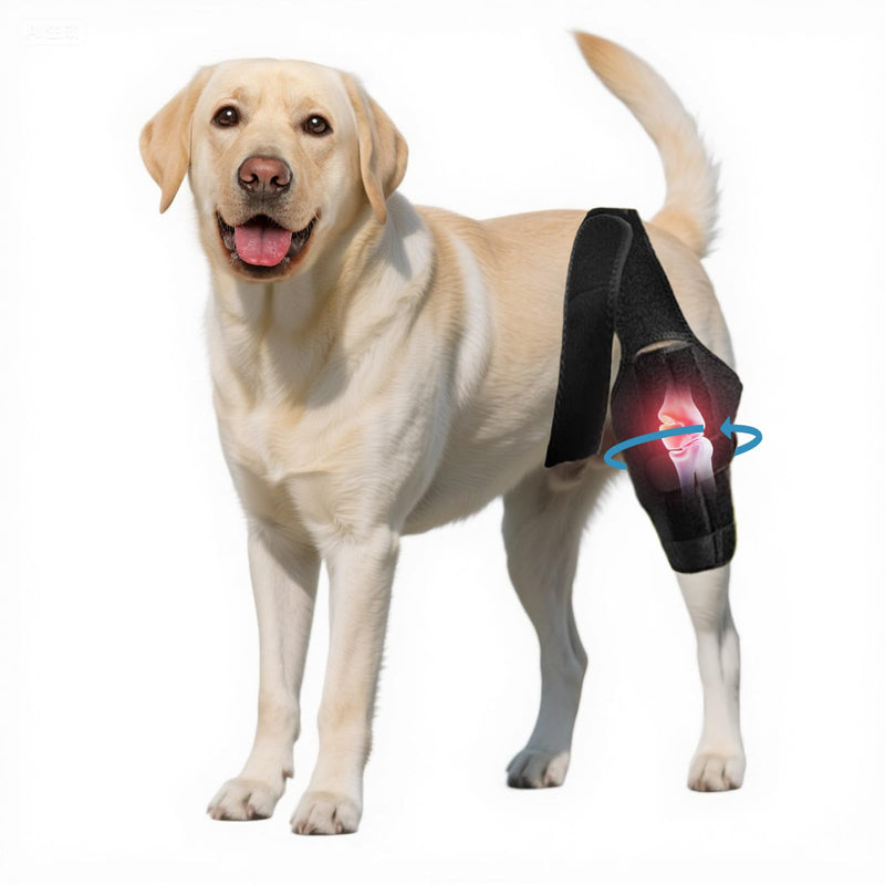 Dog Knee Brace for Torn Acl Hind Leg - Adjustable Stabilizing Support for Ccl Injury, Luxating Patella, Hind Leg Pain & Arthritis - Rear Leg Limp Support (XXL) XXL