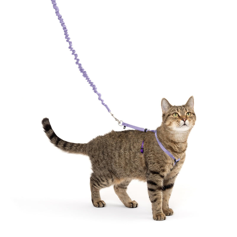 PetSafe Come with Me Kitty Harness and Bungee Cat Leash, Medium, Purple/Light Purple Medium (Pack of 1) - BeesActive Australia