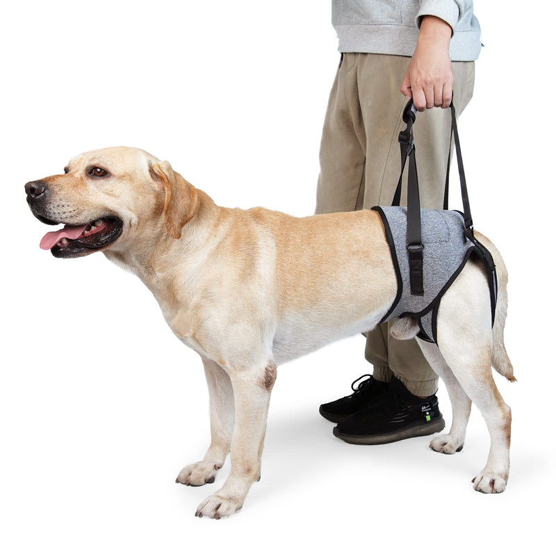 Dotoner Dog Lifting Harness, Dog Support Harness for Hind Legs, Soft Dog Support Loop for Injured Disabled Small, Medium and Large Dogs, Dog Strap for Hind Legs (Gray, L) L (Pack of 1) Grey - BeesActive Australia