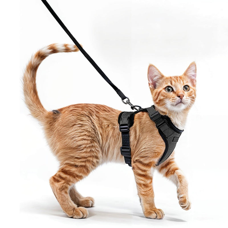Comfortable cat harness with leash - Breathable air mesh, Suitable for neck circumference 21-28 cm, chest circumference 34-41 cm - Easy to put on and take off - Perfect for walks with your cat XS Black - BeesActive Australia