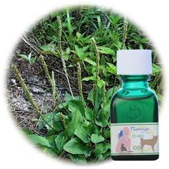 HJ Combination Tincture for Pets (Plantago Pet 09) - BeesActive Australia