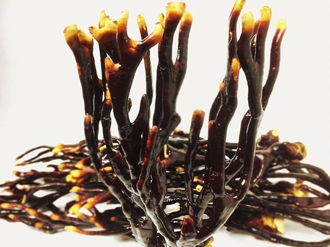 Kagakura Reishiba, 8.8 oz (250 g) (1.8 oz (50 g) x 5), Produced in Aichi Prefecture, Purified Cultivation - BeesActive Australia