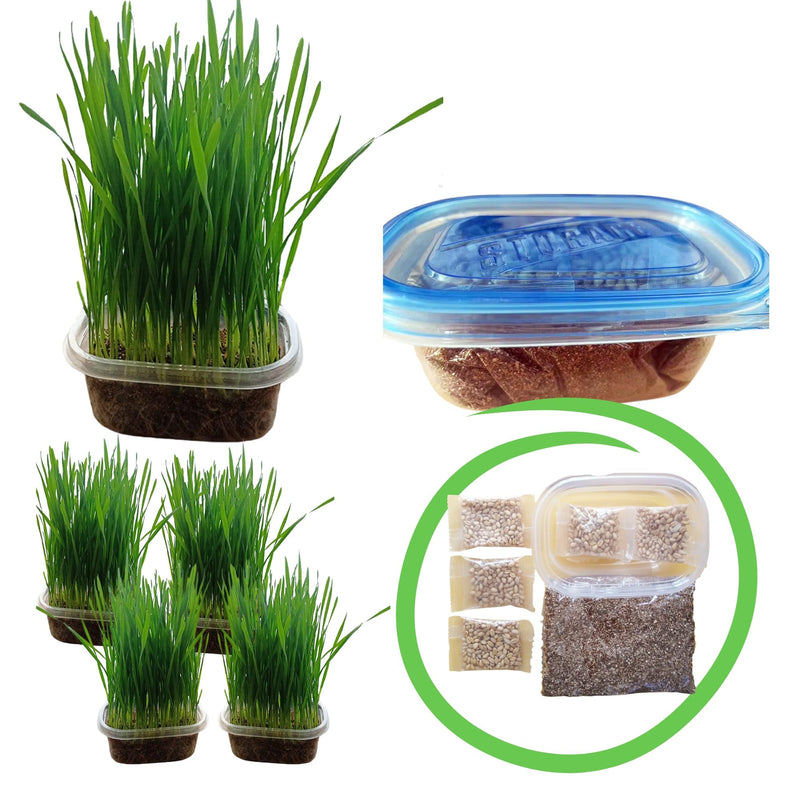 TheGuard Cat Grass Seeds 5-Packs of Grass Seeds Indoor Pet Hairball & Digestive Control, Oral Health, Stress Relief & Play Natural Green
