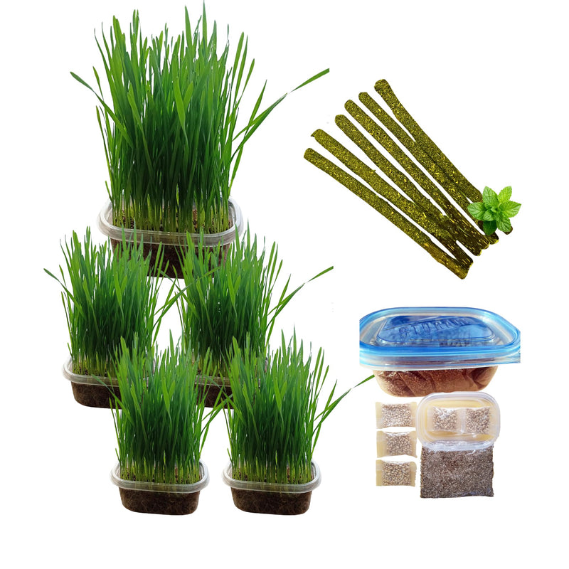 TheGuard Cat Grass Seeds Grow at Home Kit 5-Pack & Natural Wooden 6-Pack Catnip Sticks | Indoor Grass Seeds, Silvervine Matatabi Dental Chew Sticks for Indoor Pet Hairball Natural Chewer