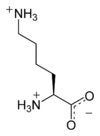 L-Lysine Powder 500g Pharmaceutical Grade (Additive Free) - BeesActive Australia