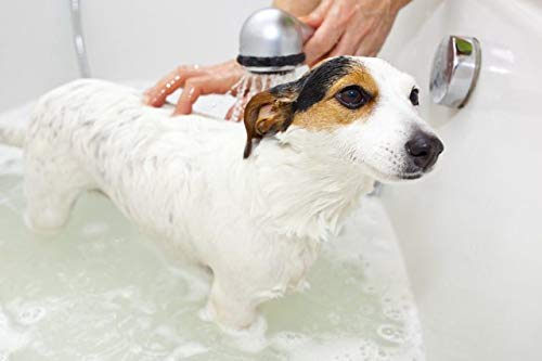 Greenbone All Natural Pet Shampoo Tea Tree Oil & Shea Butter - BeesActive Australia