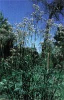 Eclectic Valerian - 1 oz. - BeesActive Australia