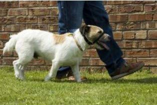 Canny Collar Dog Head Collar, No Pull Leash Training Head Harness, Easy to Fit Halter that Stops Pulling, Comfortable & Calm Control with Padded Collar, Kind To Your Dog, Enjoy Gentle Walks with Small, Medium or Large Dogs, Black, Blue, Purple & Red - BeesActive Australia