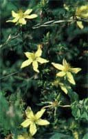 Eclectic St. John's Wort FFD45 (St. John's Wort Fresh Freeze-Dried 45 Capsules) - BeesActive Australia