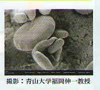 Lacto Euglena 50cp - BeesActive Australia