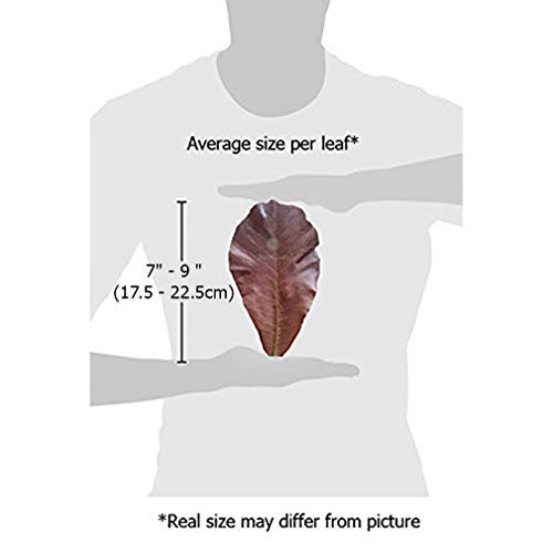 SunGrow Catappa Indian Almond Leaves for Shrimp Aquariums, Lowers Your Tank's pH and Pet Stress, Creates Better Environment, Unique Practical Aquarium Tank Decor Medium (5", 10 pcs) - BeesActive Australia