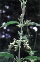 ekurekutexikku netoru (Nettles) MG X 90 Capsules E032 - BeesActive Australia