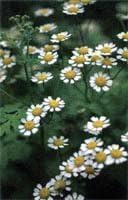 ECLECTIC Feverfew (Feverfew) 175mg x 135 capsules e154 - BeesActive Australia