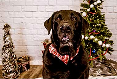 Lionheart glory Dog Collars Adjustable Soft Dog Collars with Bowtie, Pet Collars Bow Tie for X-Small Small Medium Large Dogs Collar&Bow-M A:Christmas Red - BeesActive Australia