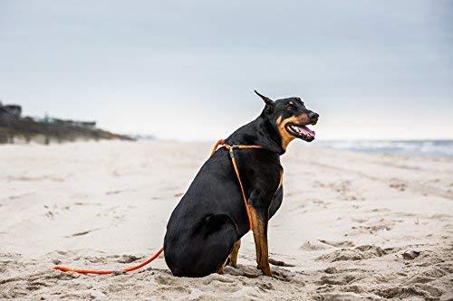 Harness Lead, Escape Resistant Leash, Reduces Pull, Dog Harness Orange Reflective Medium/Large (40-170 lbs) - BeesActive Australia