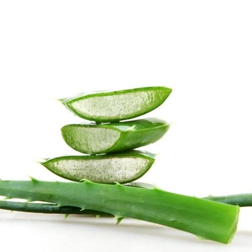 Oils and Herbs UK Clean Organic Aleovera Powder - Aloe barbadensis Miller -100% Pure and Natural (100) 100 g (Pack of 1) - BeesActive Australia