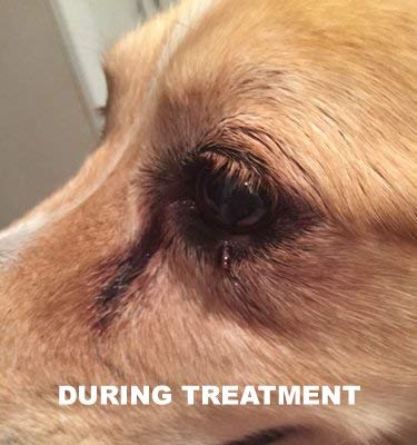 Dog Wart Remover (30ml) 100% Natural Painless Dog Warts Removal Treatment Skin Tag & Wart Remover for Dogs 1oz - BeesActive Australia