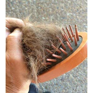 Epona Ltd Wood Curry Brush - BeesActive Australia