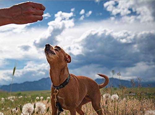 BIXBI Jerky Treats Parent Hip & Joint Support Beef Liver 12 Ounce (Pack of 1) - BeesActive Australia