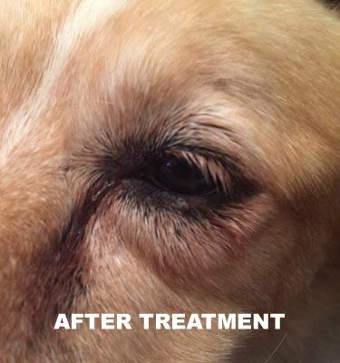 Dog Wart Remover (30ml) 100% Natural Painless Dog Warts Removal Treatment Skin Tag & Wart Remover for Dogs 1oz - BeesActive Australia