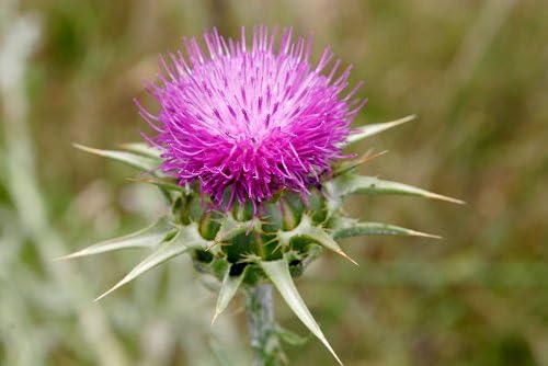 ECLECTIC Milk Thistle (Milk Thistle, Milk Thistle) 600mg x 45 Capsules e173 - BeesActive Australia