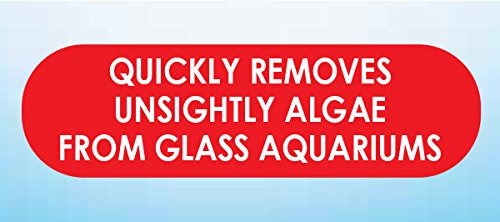 Algae SCRAPERS and Hand HELD Pads for Acrylic Aquariums (Pad,Aquarium Accessories) 1 Count - BeesActive Australia