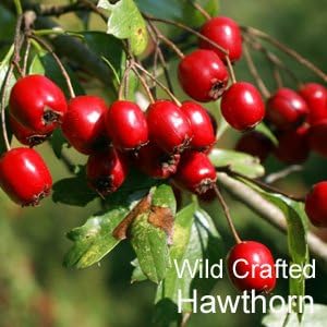 ekurekutexikku ho-sonberi- FFD - BeesActive Australia