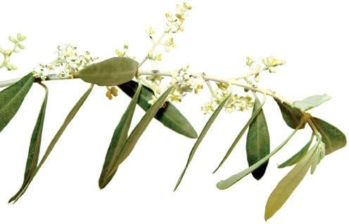 Batch Flower Olive 0.3 fl oz (10 ml) Energy, Vitality - BeesActive Australia