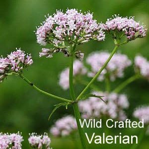 ECLECTIC EXCTRIC BALLEAN CARRY FFD 425mg 45 Capsules Fresh Upgrade - BeesActive Australia