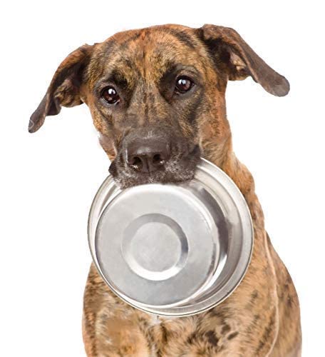 Greendale - Stainless Steel Metal Dog Bowls - Perfect for Dog Food, Water and as Replacement Bowls for Elevated Stands Stainless Steel 6.75 Cup - 4 Pack - BeesActive Australia