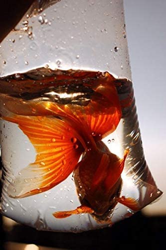 AMZ Aquarium Plastic Fish Bags, Clear Polyethylene Bags, Fish Packing Proofing Bags 6" x 12" / 50 Pack - BeesActive Australia