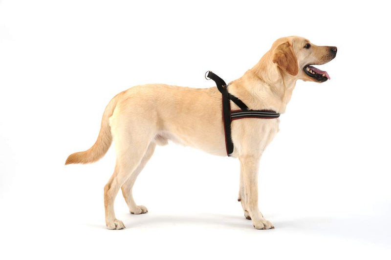 ComfortFlex American Made Fully Padded Non-Chafing Reflective Quick Fit Adjustable Sport Harness for Active Dogs m/l Purple - BeesActive Australia