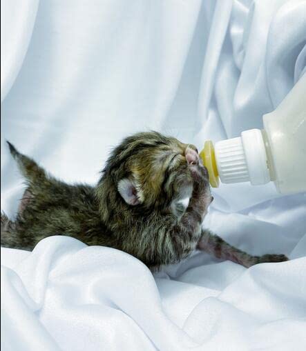 Gufastoe Feeding Bottle Syringe Nipple Kit,with Collar ,Droper and Pet Pill Dispenser for Puppies, Kitten and Other Animals, - BeesActive Australia