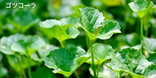 [Regular Imported Product] Organic India Gotu Kola (Gotu Kola, Brahmi, Centella Centella) 90 Veggie Capsules - BeesActive Australia