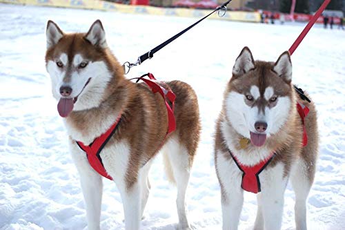 Neewa Sled Pro Harness, Dog Pulling Harness, Husky Harness, Mushing Harness, X Back Harness Dog for Dog Exercise, Bikejoring, Skijoring, Dog Sledding, Canicross, Dog Harness Large Blue - BeesActive Australia