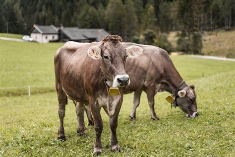 Pinenjoy 17Pcs Copper Grazing Bells Small Metal Cowbell 40mm Bronze Bell for Horse Goat Dog Cattle Farm Animal Pet Anti-Theft - BeesActive Australia