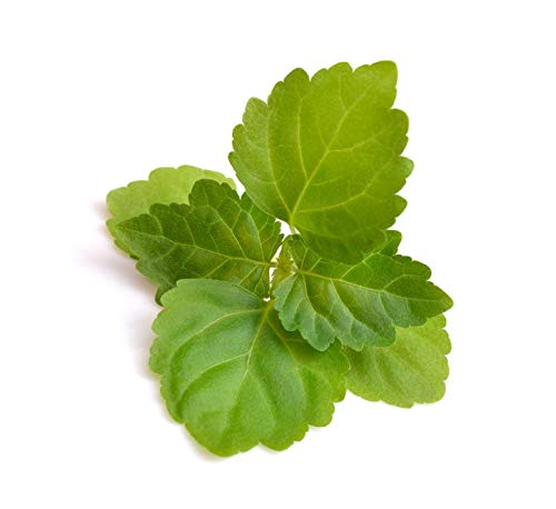 US Organic 100% Pure Patchouli Essential Oil - USDA Certified Organic, Steam Distilled - W/Euro droppers (More Size Variations Available) (10 ml / .33 fl oz) 0.33 Fl Oz (Pack of 1) - BeesActive Australia