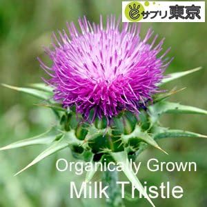 ECLECTIC Milk Thistle (Milk Thistle, Milk Thistle) 600mg x 45 Capsules e173 - BeesActive Australia