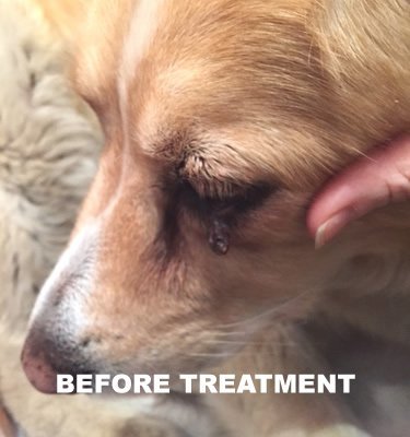 Dog Wart Remover (30ml) 100% Natural Painless Dog Warts Removal Treatment Skin Tag & Wart Remover for Dogs 1oz - BeesActive Australia