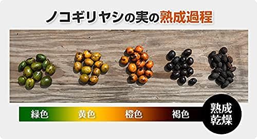 Soft Saw Palm (15 Day Supply 15 Capsules) Set of 4 - BeesActive Australia