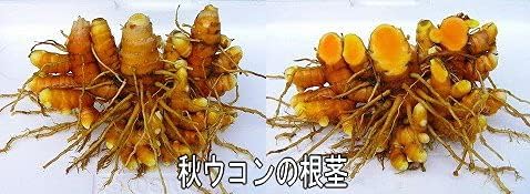 Yakushima Autumn Turmeric 600 tablets Autumn turmeric tablets grown without pesticides or chemical fertilizers - BeesActive Australia