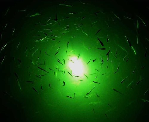 Lightingsky 12V 70W 7000 Lumens LED Submersible Fishing Light 6 Sides Underwater Fish Finder Lamp with 5m Cord Green-45W - BeesActive Australia