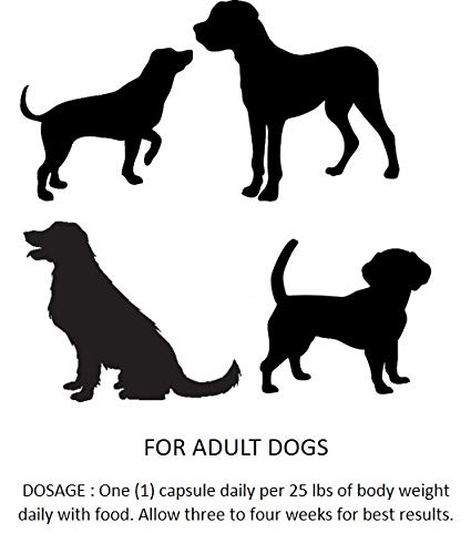 Essential Pet Probiotics with Direct-fed Microorganisms for Digestive Support in Dogs - BeesActive Australia