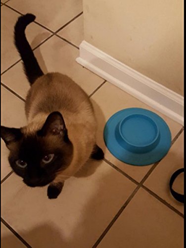STAYbowl NO-Slip/NO-TIP Pet Food and Water Bowl for Cats (3/4 Cup in Four Colors Sky Blue - BeesActive Australia