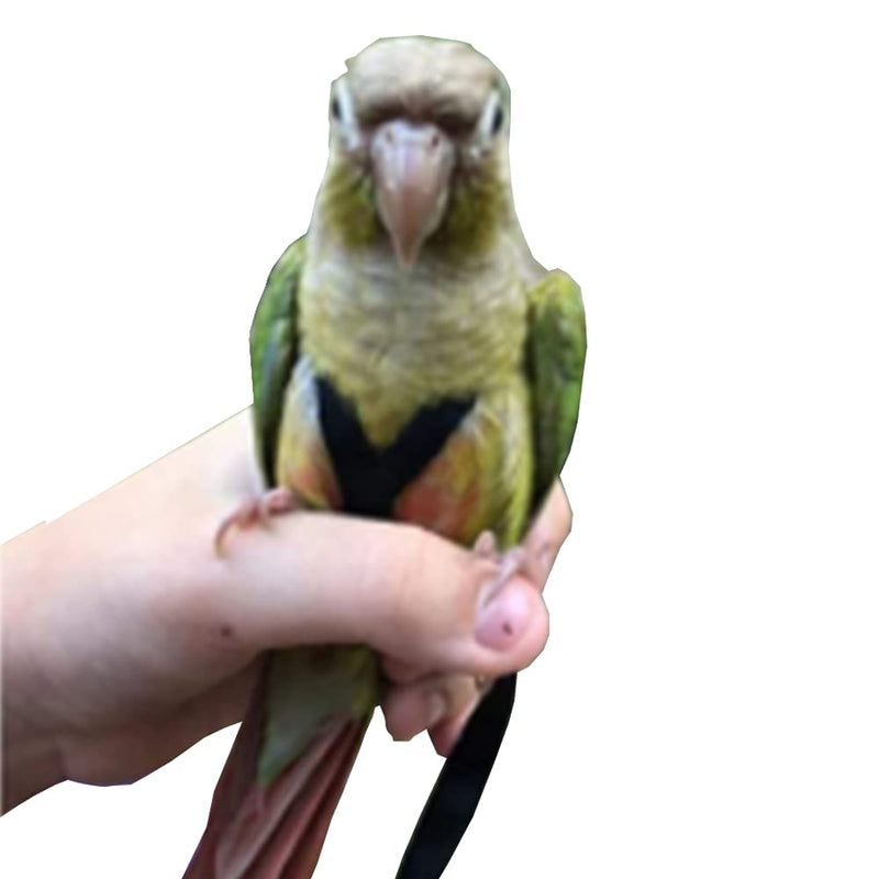 Anelekor Adjustable Birds Harness and Leash Parrot Harness Leash Training Supplies Pet Anti-bite Outdoor Flying Rope for Conures Budgerigar Lovebird Cockatiel Mynah Small Black - BeesActive Australia