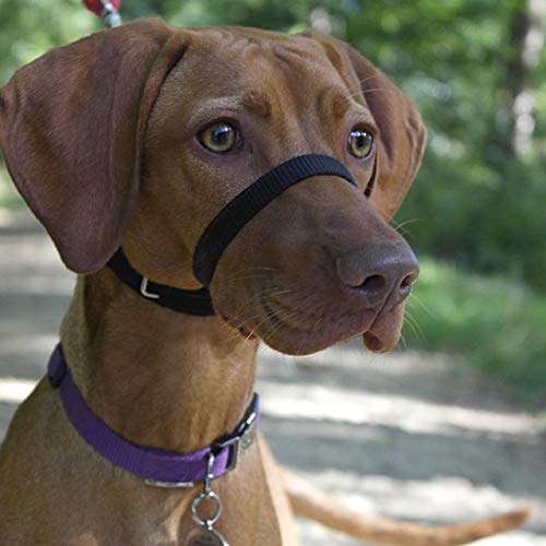 Canny The Canny Collar for Dog Training and Walking, Simple and Effective Help with Dog Training and Helps to Stop Dogs from Pulling on The Lead, Collar for Dog Walking - Black Size 5 Blue - BeesActive Australia