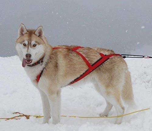 Neewa Sled Pro Harness, Dog Pulling Harness, Husky Harness, Mushing Harness, X Back Harness Dog for Dog Exercise, Bikejoring, Skijoring, Dog Sledding, Canicross, Dog Harness Large Blue - BeesActive Australia