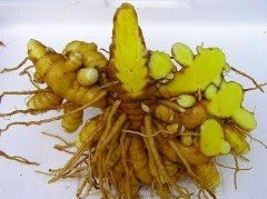 Yakushima Haru Turmeric 300 Tablets Pesticide-free and Chemical Free Fertilizer Cultivation Spring Turmeric Tablet - BeesActive Australia